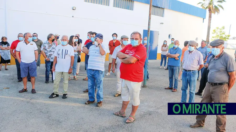 Gado bravo à solta é ameaça constante em Vila Nova de São Pedro