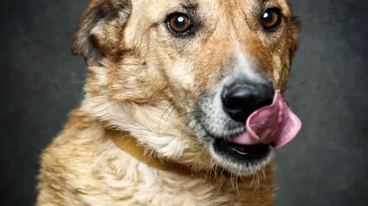IACA celebra Dia do Animal em Santarém com actividades para crianças e doação de 2,5 toneladas de alimentos