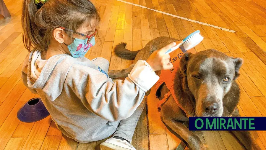 Smiledog - Cães Terapeutas apoia crianças com necessidades educativas especiais