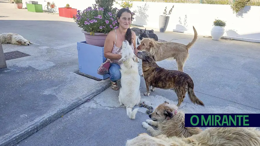 TáxiCão Mildog continua a ser referência na região