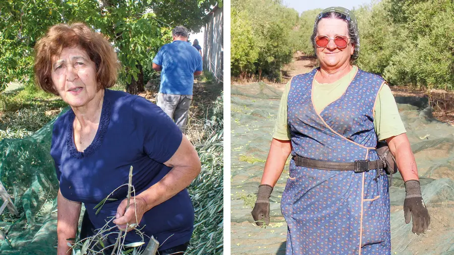 A dureza do trabalho no campo pelas mãos de duas mulheres A dureza do trabalho no campo pelas mãos de duas mulheres
