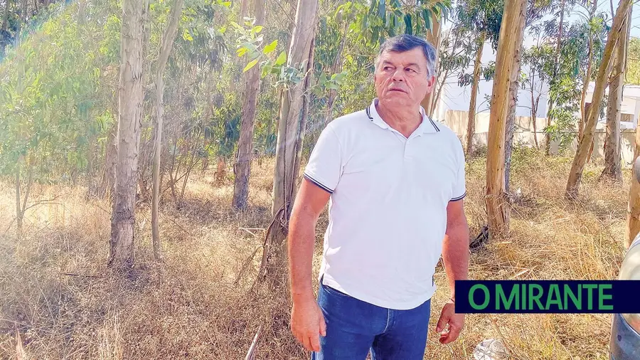 Construção de vivenda junto a eucaliptal está legal, diz a Câmara de Rio Maior