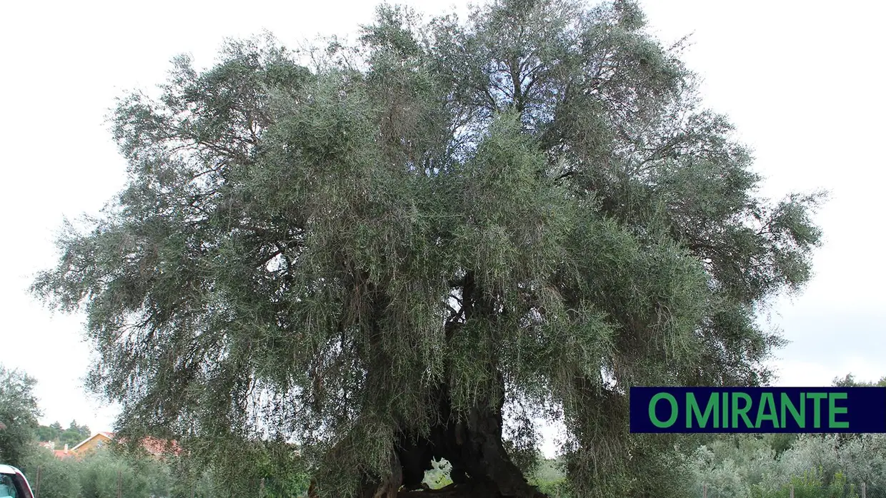 Projecto “Apadrinha Uma Oliveira” recupera olivais tradicionais em Abrantes e promove azeite local