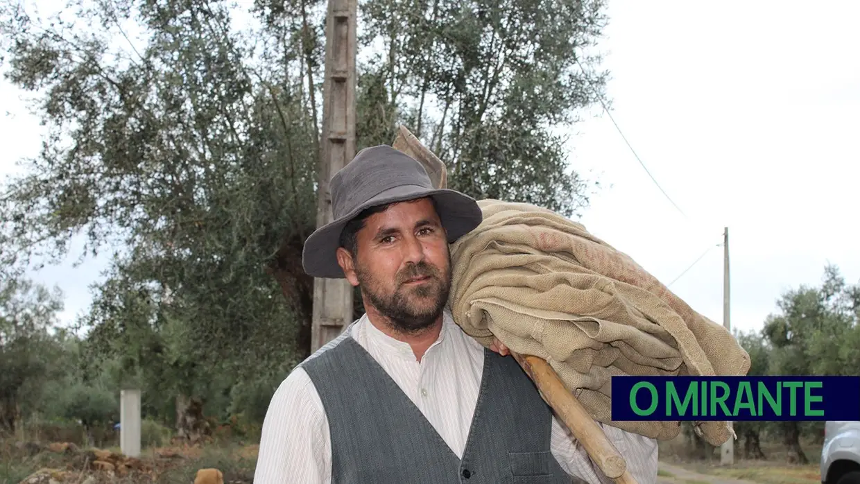 Projecto “Apadrinha Uma Oliveira” recupera olivais tradicionais em Abrantes e promove azeite local