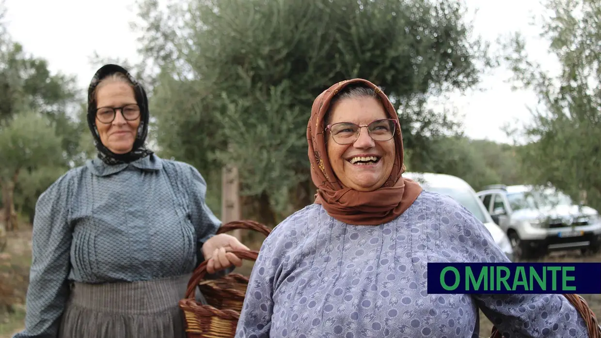 Projecto “Apadrinha Uma Oliveira” recupera olivais tradicionais em Abrantes e promove azeite local
