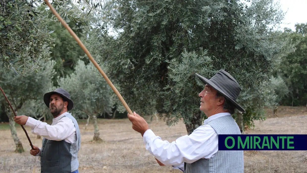 Projecto “Apadrinha Uma Oliveira” recupera olivais tradicionais em Abrantes e promove azeite local