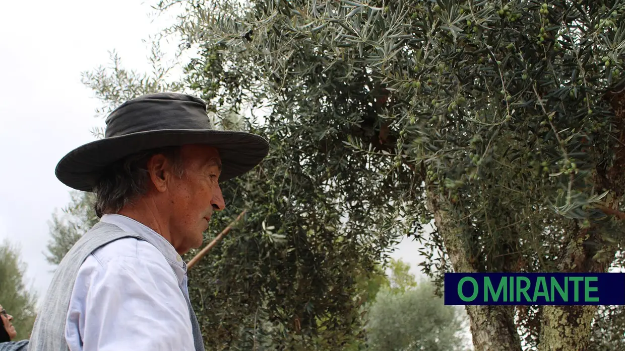 Projecto “Apadrinha Uma Oliveira” recupera olivais tradicionais em Abrantes e promove azeite local