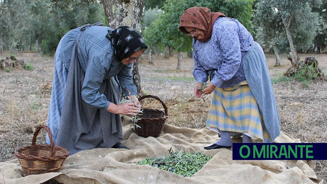 Projecto “Apadrinha Uma Oliveira” recupera olivais tradicionais em Abrantes e promove azeite local