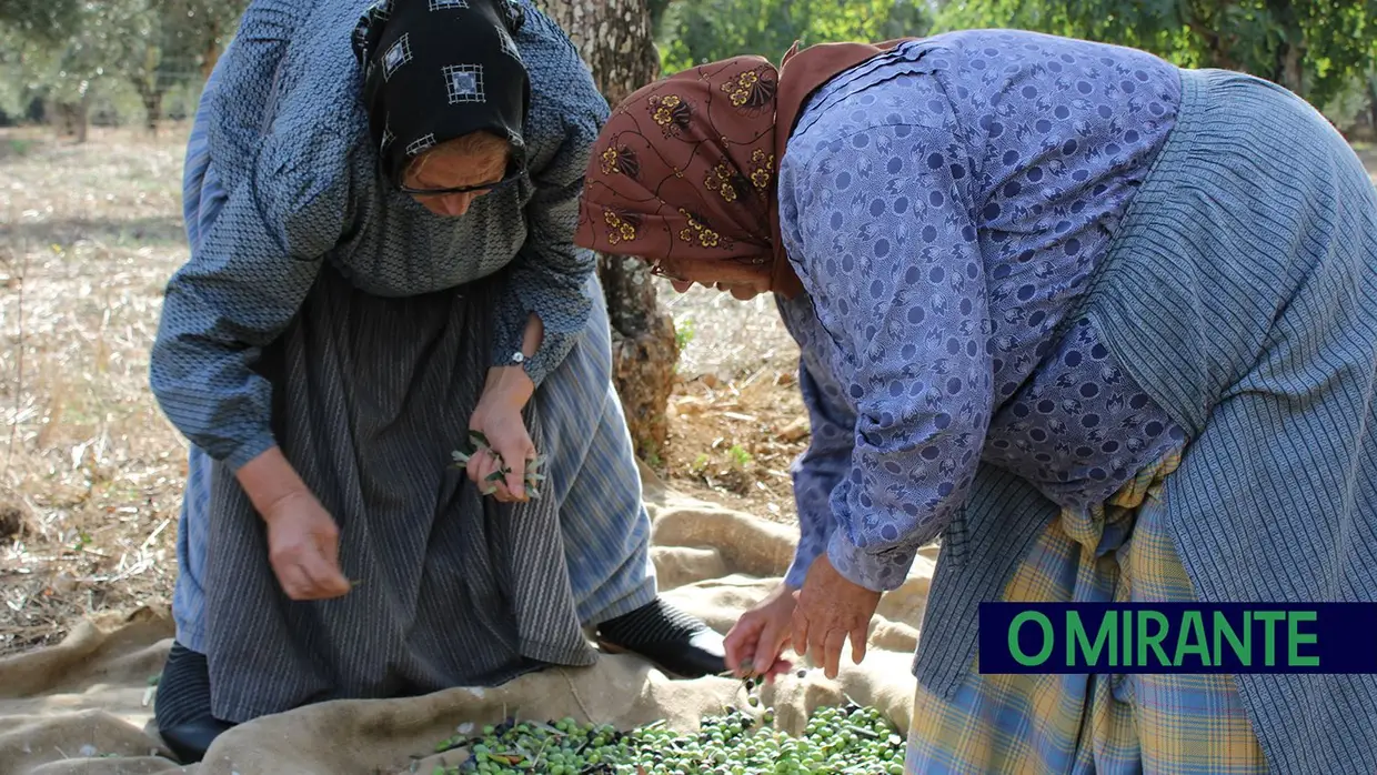 Projecto “Apadrinha Uma Oliveira” recupera olivais tradicionais em Abrantes e promove azeite local