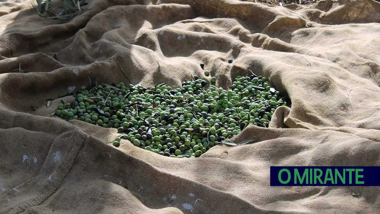 Projecto “Apadrinha Uma Oliveira” recupera olivais tradicionais em Abrantes e promove azeite local