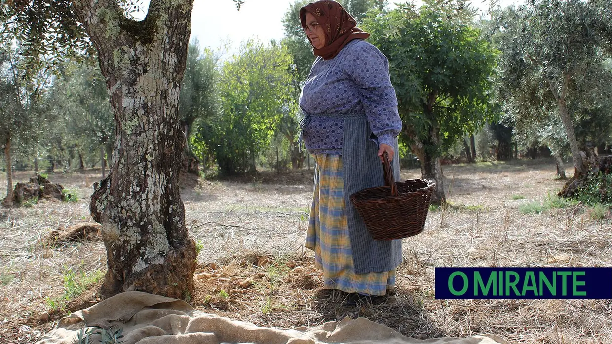 Projecto “Apadrinha Uma Oliveira” recupera olivais tradicionais em Abrantes e promove azeite local