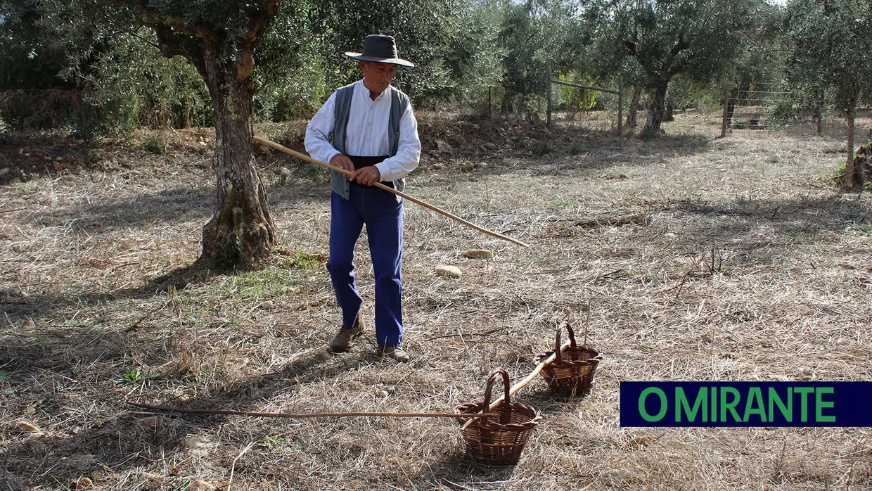 Projecto “Apadrinha Uma Oliveira” recupera olivais tradicionais em Abrantes e promove azeite local
