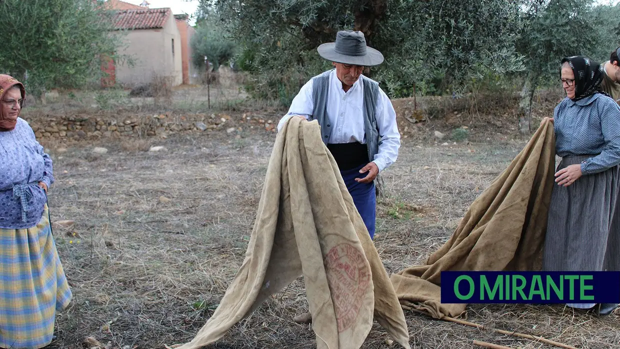 Projecto “Apadrinha Uma Oliveira” recupera olivais tradicionais em Abrantes e promove azeite local