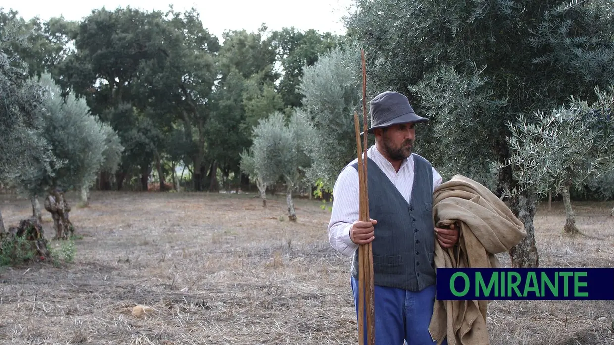 Projecto “Apadrinha Uma Oliveira” recupera olivais tradicionais em Abrantes e promove azeite local