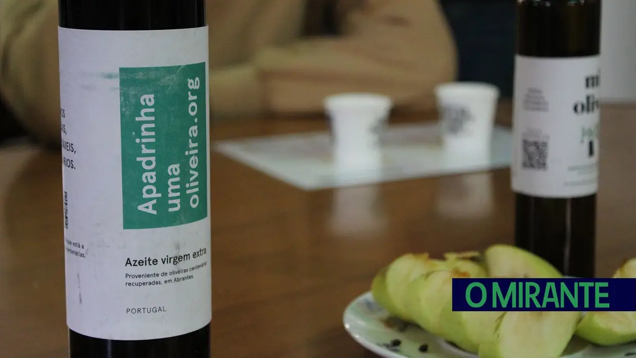 Projecto “Apadrinha Uma Oliveira” recupera olivais tradicionais em Abrantes e promove azeite local