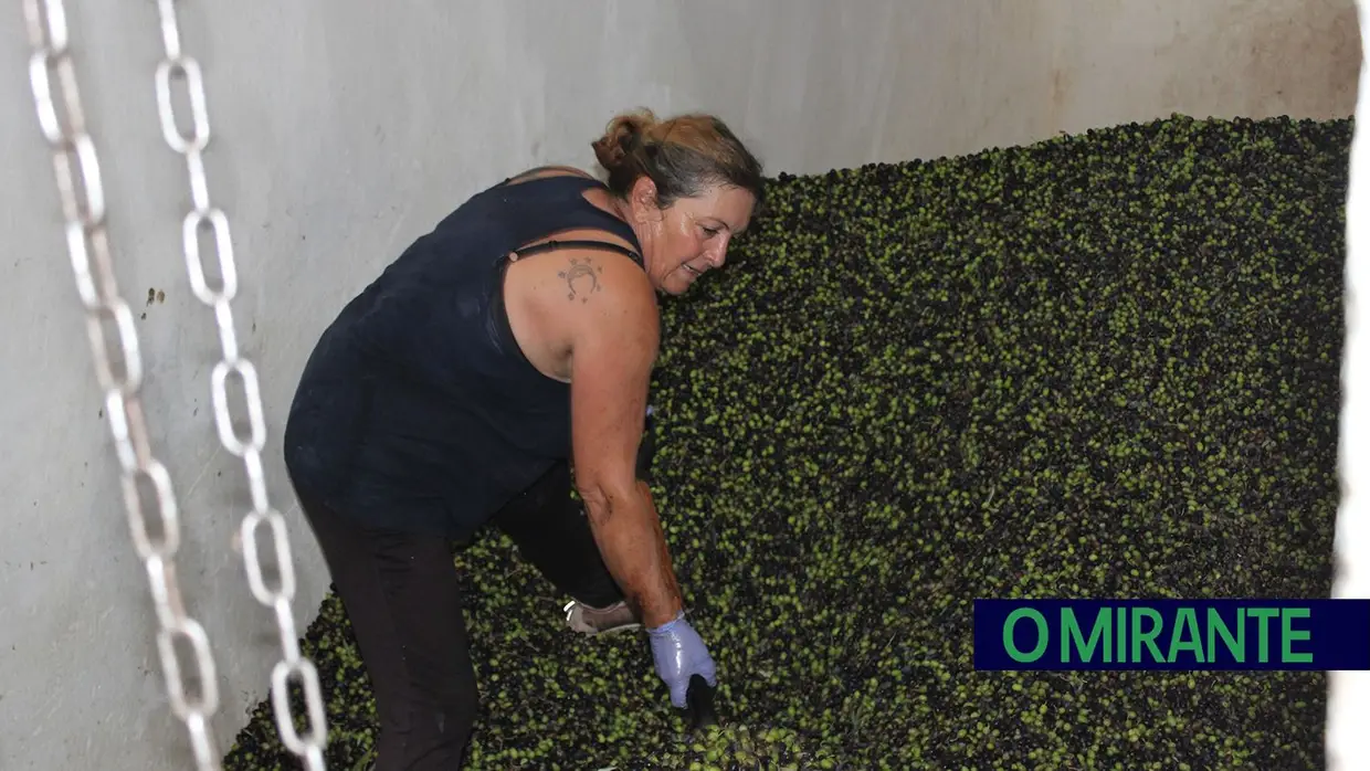Projecto “Apadrinha Uma Oliveira” recupera olivais tradicionais em Abrantes e promove azeite local