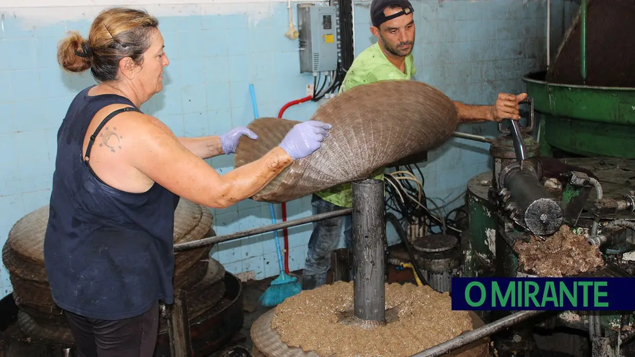 Projecto “Apadrinha Uma Oliveira” recupera olivais tradicionais em Abrantes e promove azeite local