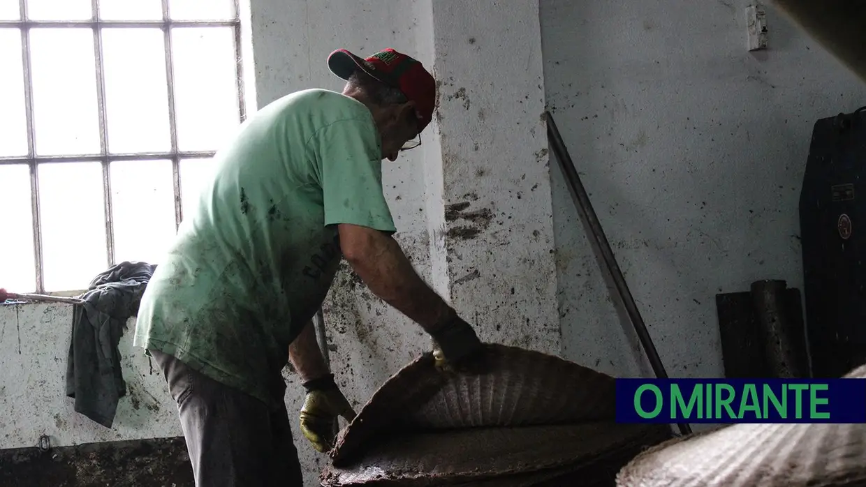 Projecto “Apadrinha Uma Oliveira” recupera olivais tradicionais em Abrantes e promove azeite local