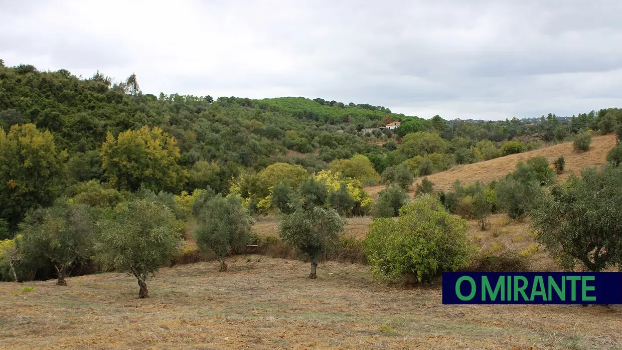 Projecto “Apadrinha Uma Oliveira” recupera olivais tradicionais em Abrantes e promove azeite local