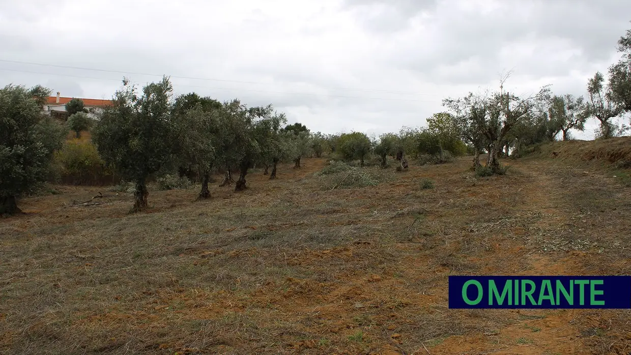 Projecto “Apadrinha Uma Oliveira” recupera olivais tradicionais em Abrantes e promove azeite local
