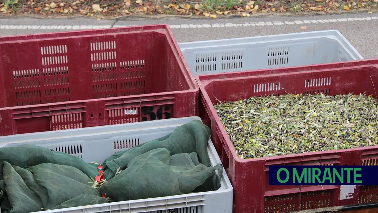 Projecto “Apadrinha Uma Oliveira” recupera olivais tradicionais em Abrantes e promove azeite local