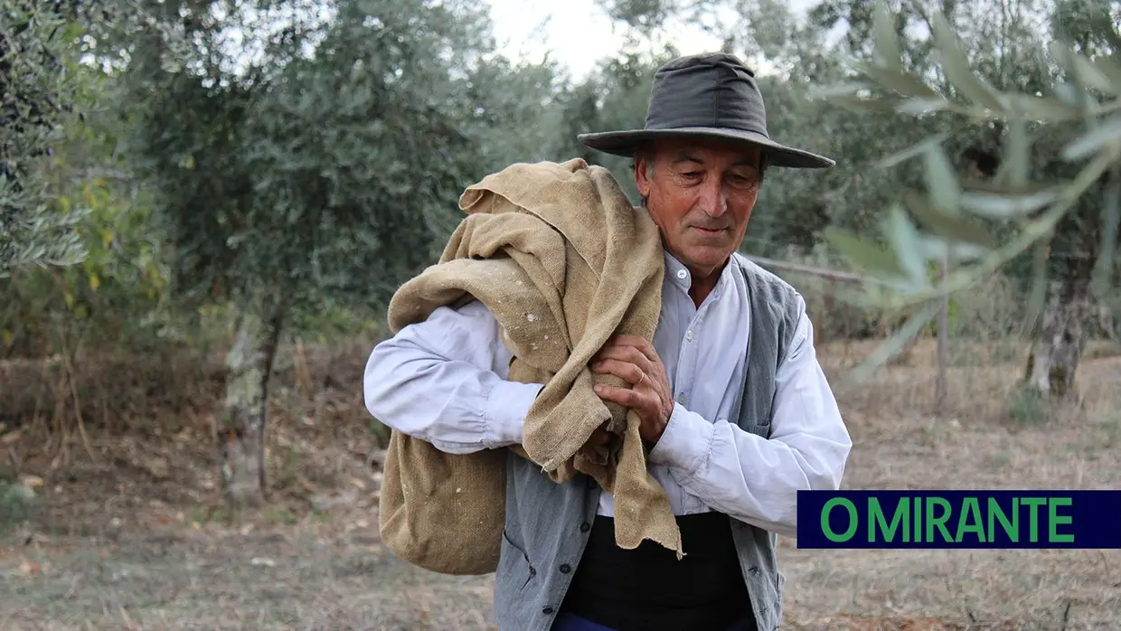 Projecto “Apadrinha Uma Oliveira” recupera olivais tradicionais em Abrantes e promove azeite local