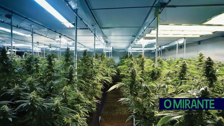 Dono de quinta e dois estrangeiros condenados por cultivarem canábis