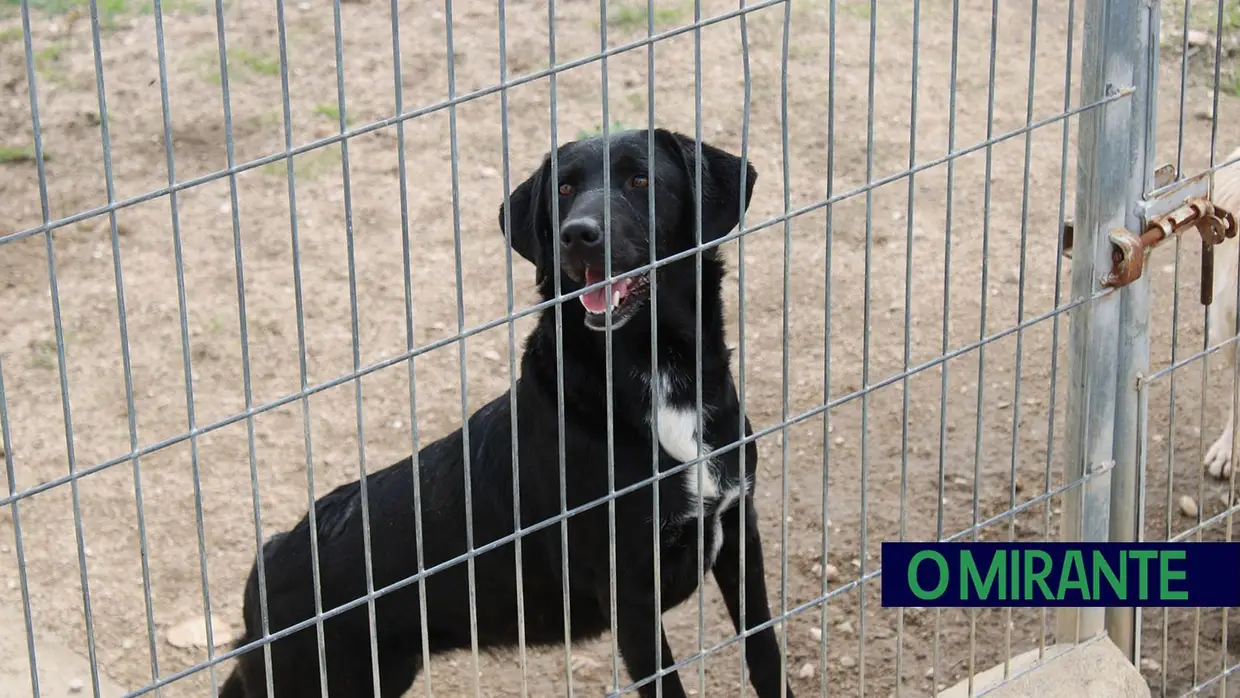 Câmara de Abrantes inaugura bloco operatório e apresenta ambulância animal no Centro de Recolha Oficial