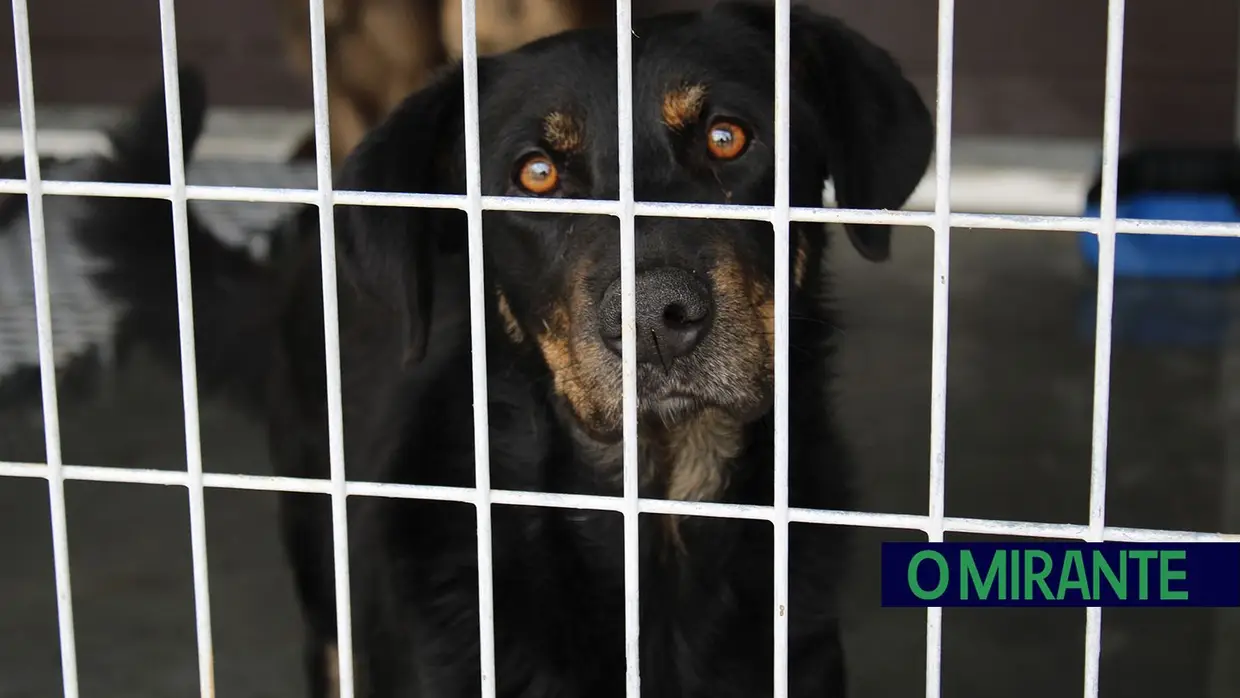 Câmara de Abrantes inaugura bloco operatório e apresenta ambulância animal no Centro de Recolha Oficial