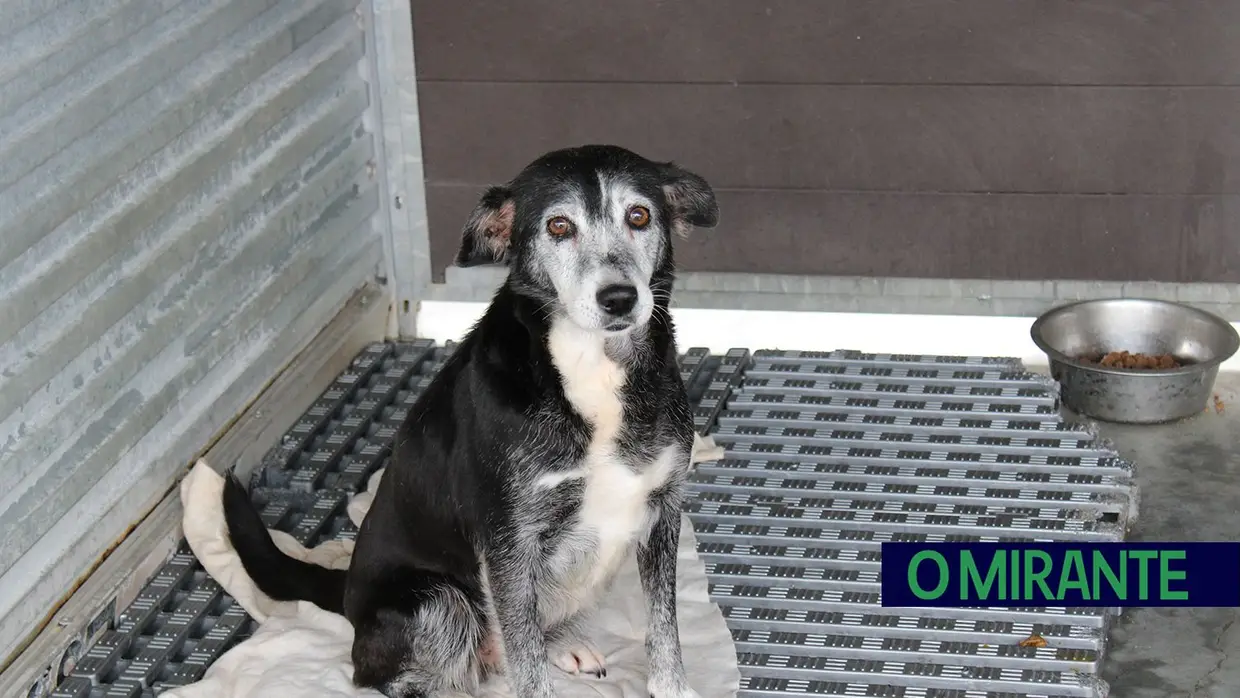 Câmara de Abrantes inaugura bloco operatório e apresenta ambulância animal no Centro de Recolha Oficial