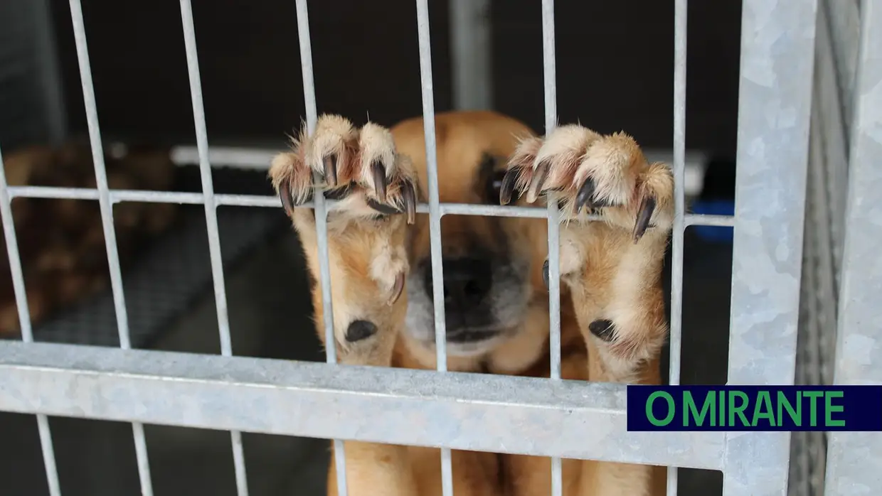 Câmara de Abrantes inaugura bloco operatório e apresenta ambulância animal no Centro de Recolha Oficial