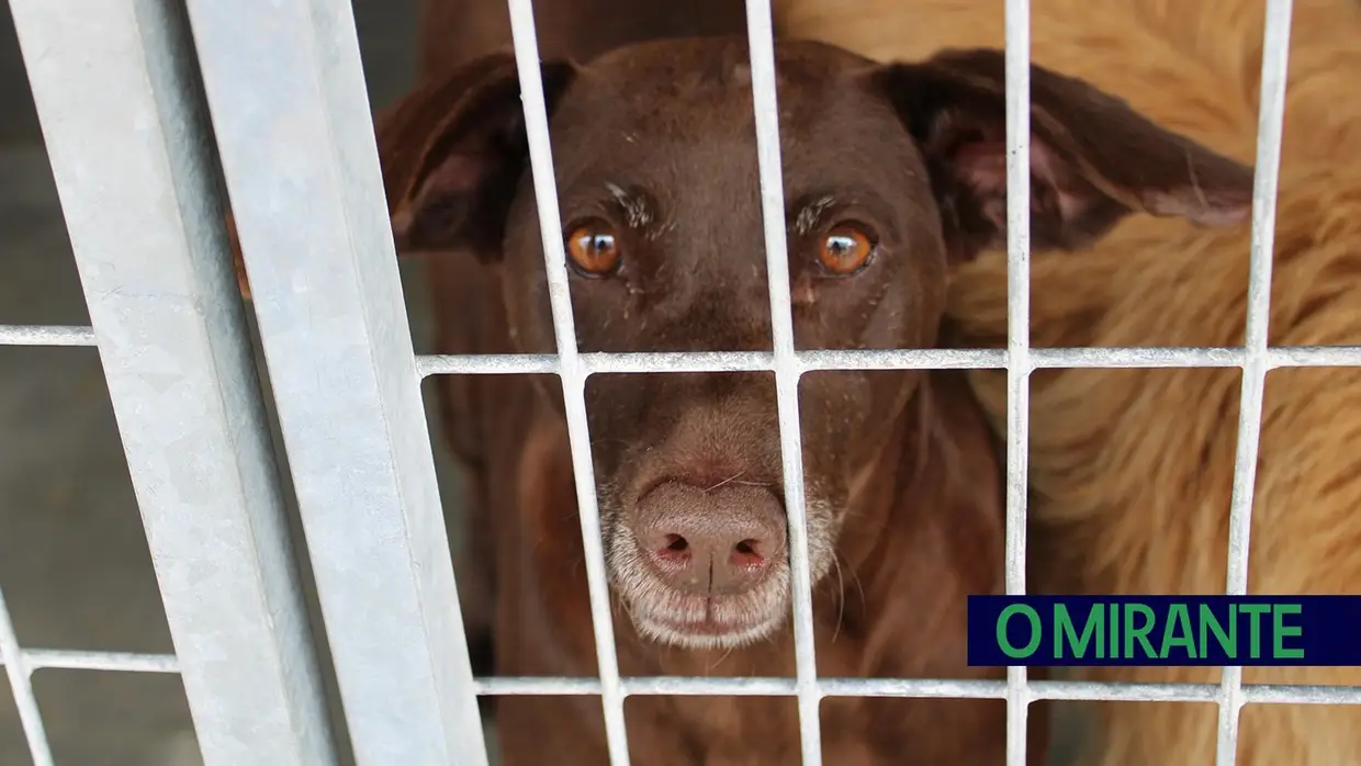Câmara de Abrantes inaugura bloco operatório e apresenta ambulância animal no Centro de Recolha Oficial