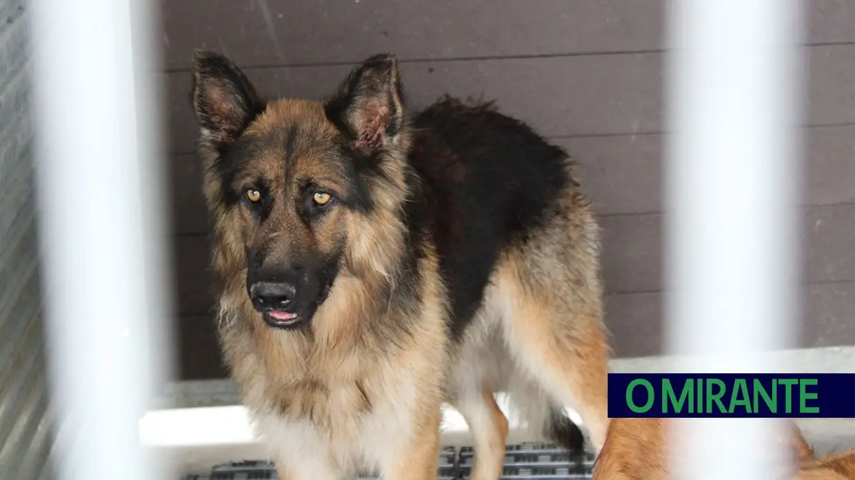 Câmara de Abrantes inaugura bloco operatório e apresenta ambulância animal no Centro de Recolha Oficial