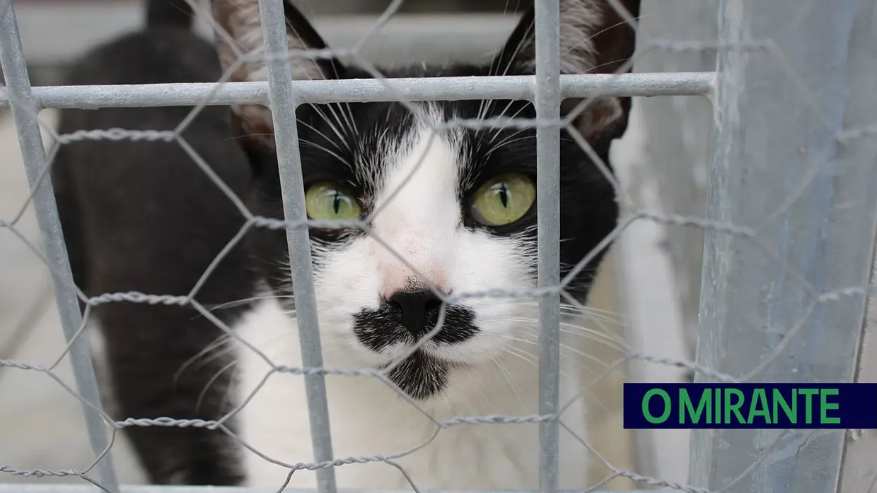 Câmara de Abrantes inaugura bloco operatório e apresenta ambulância animal no Centro de Recolha Oficial