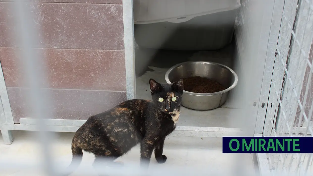 Câmara de Abrantes inaugura bloco operatório e apresenta ambulância animal no Centro de Recolha Oficial