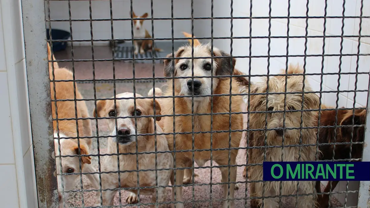 Câmara de Abrantes inaugura bloco operatório e apresenta ambulância animal no Centro de Recolha Oficial
