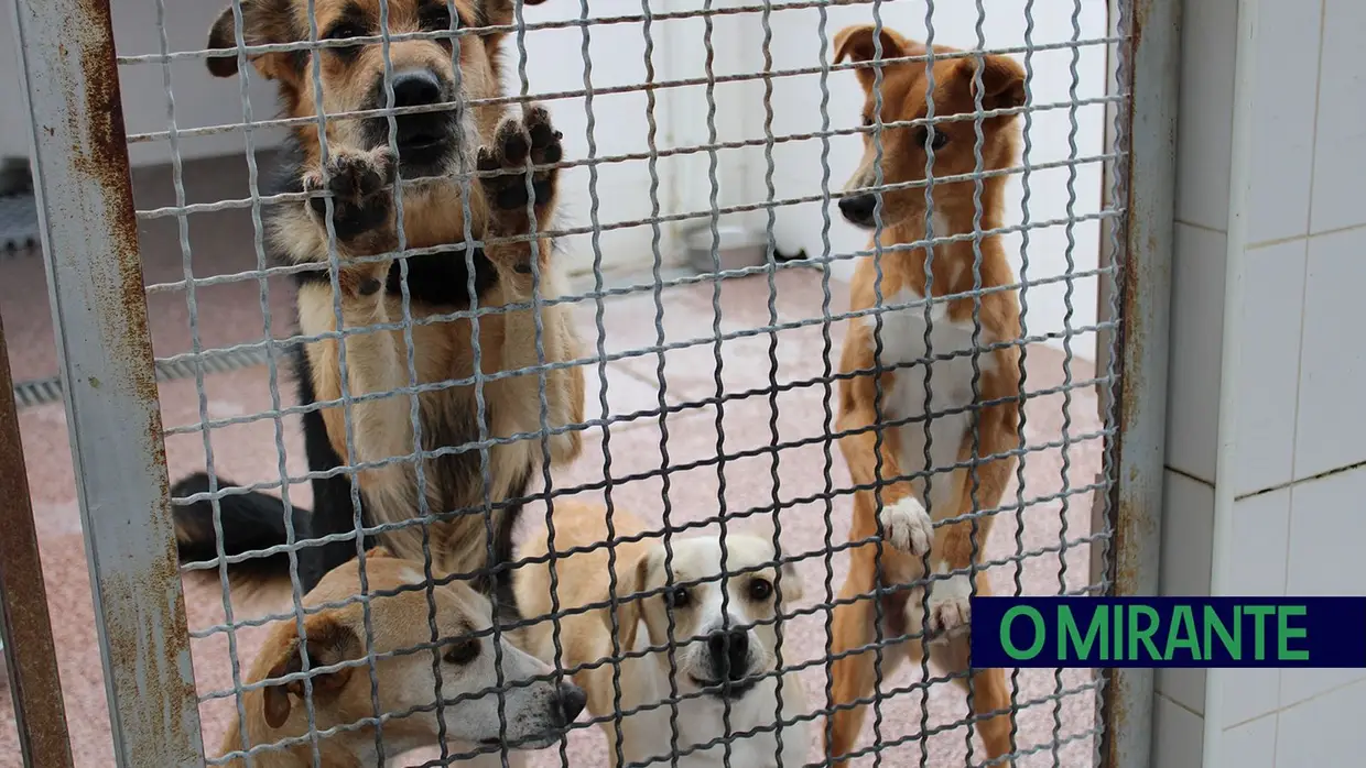 Câmara de Abrantes inaugura bloco operatório e apresenta ambulância animal no Centro de Recolha Oficial