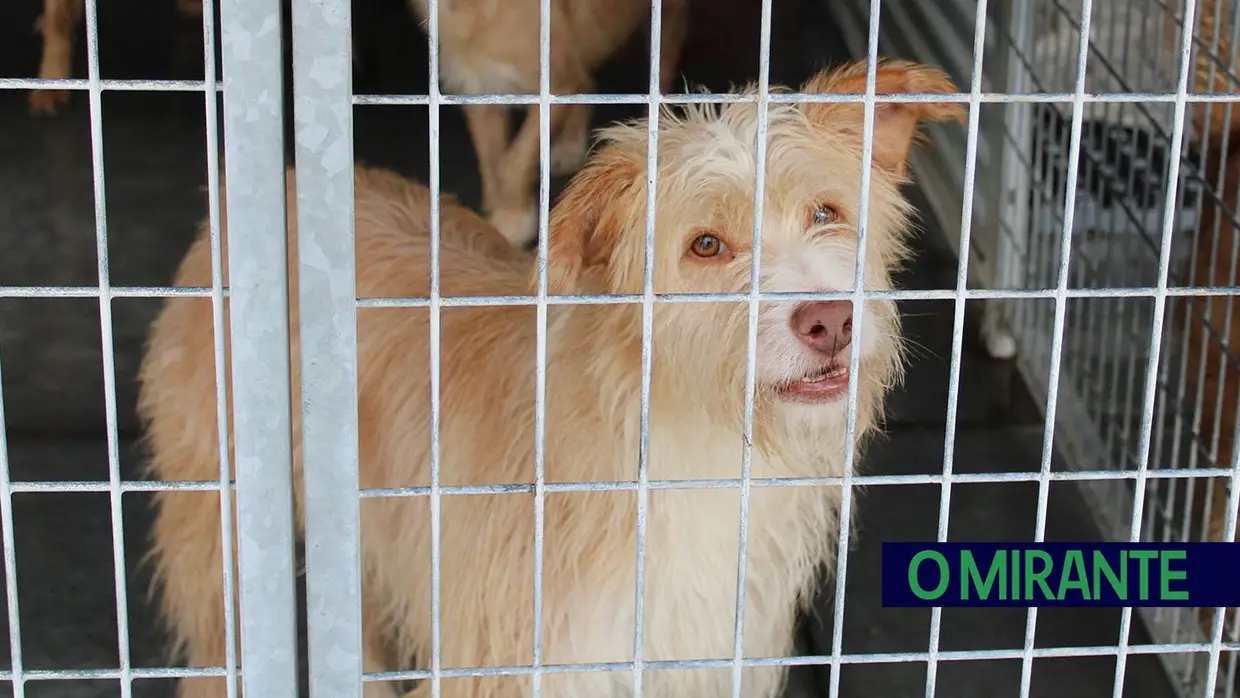 Câmara de Abrantes inaugura bloco operatório e apresenta ambulância animal no Centro de Recolha Oficial