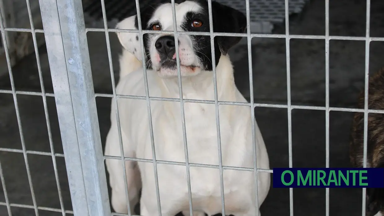 Câmara de Abrantes inaugura bloco operatório e apresenta ambulância animal no Centro de Recolha Oficial