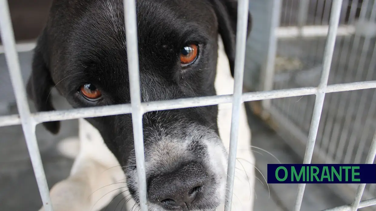 Câmara de Abrantes inaugura bloco operatório e apresenta ambulância animal no Centro de Recolha Oficial