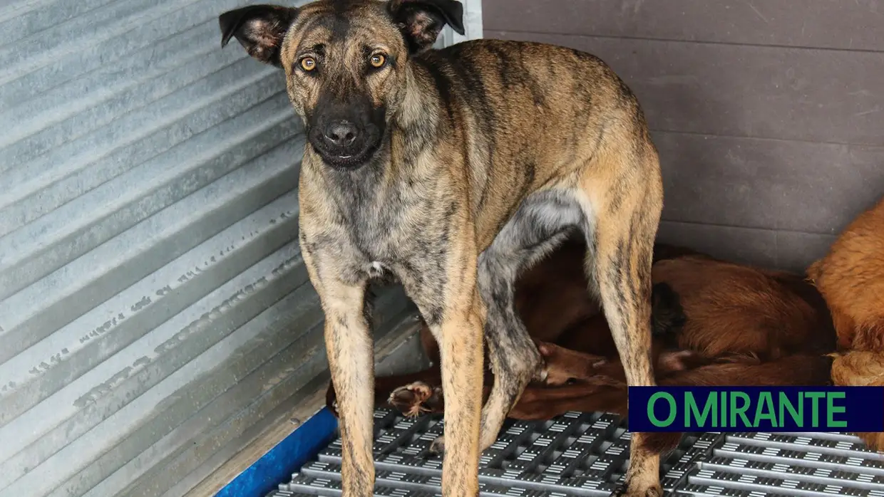 Câmara de Abrantes inaugura bloco operatório e apresenta ambulância animal no Centro de Recolha Oficial