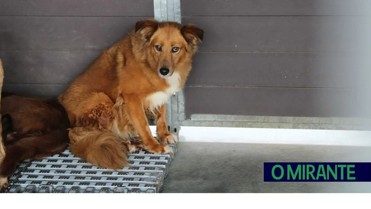 Câmara de Abrantes inaugura bloco operatório e apresenta ambulância animal no Centro de Recolha Oficial