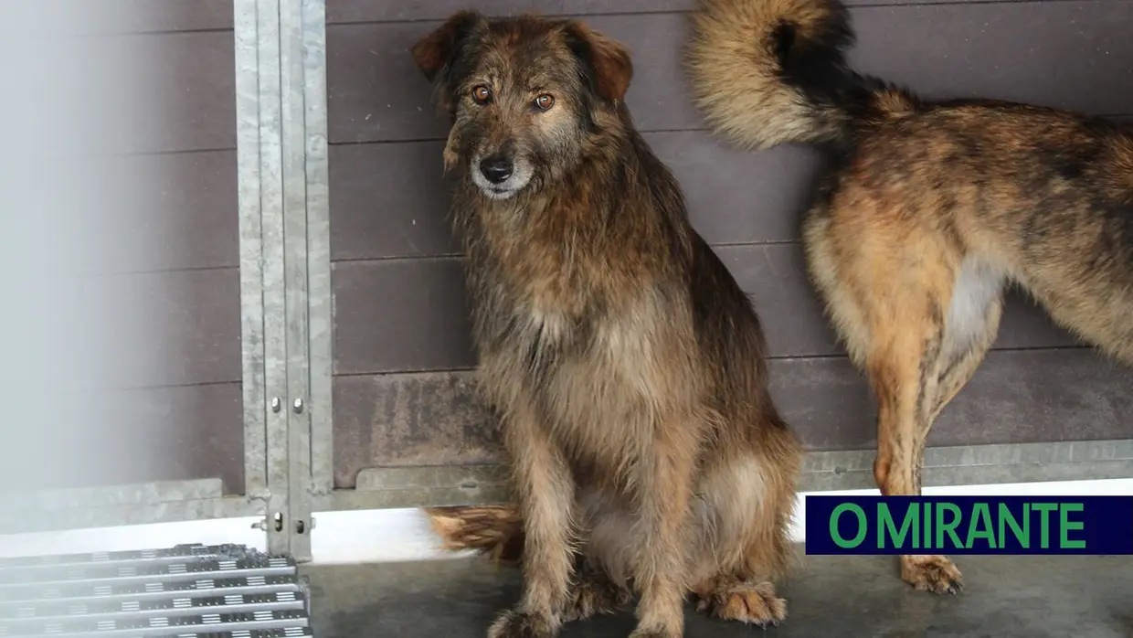 Câmara de Abrantes inaugura bloco operatório e apresenta ambulância animal no Centro de Recolha Oficial