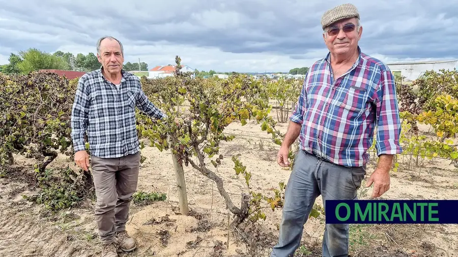 Agricultores impedidos de comprar produtos fitofarmacêuticos por atraso na entrega de cartões