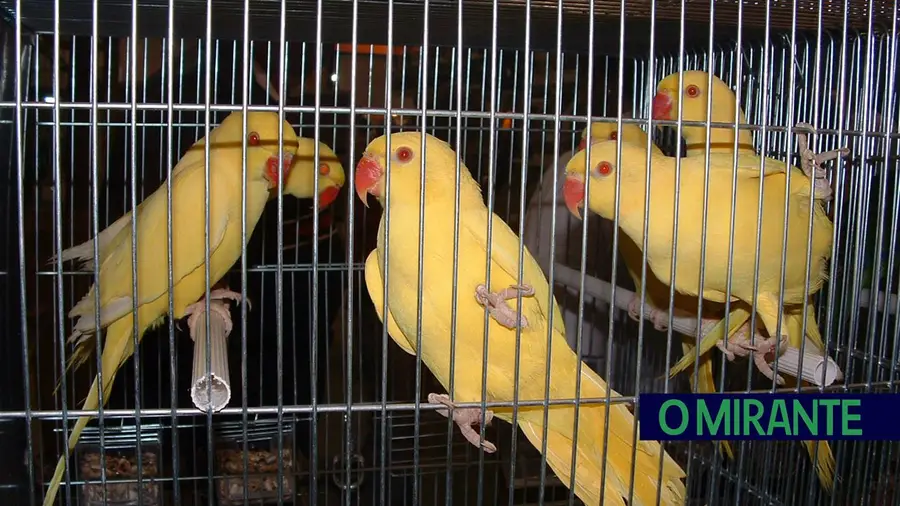 AVISAN em Santarém foi cancelada devido à gripe das aves