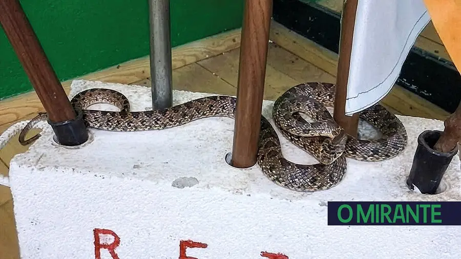 Sede do Rancho de Torres Novas sem condições dignas