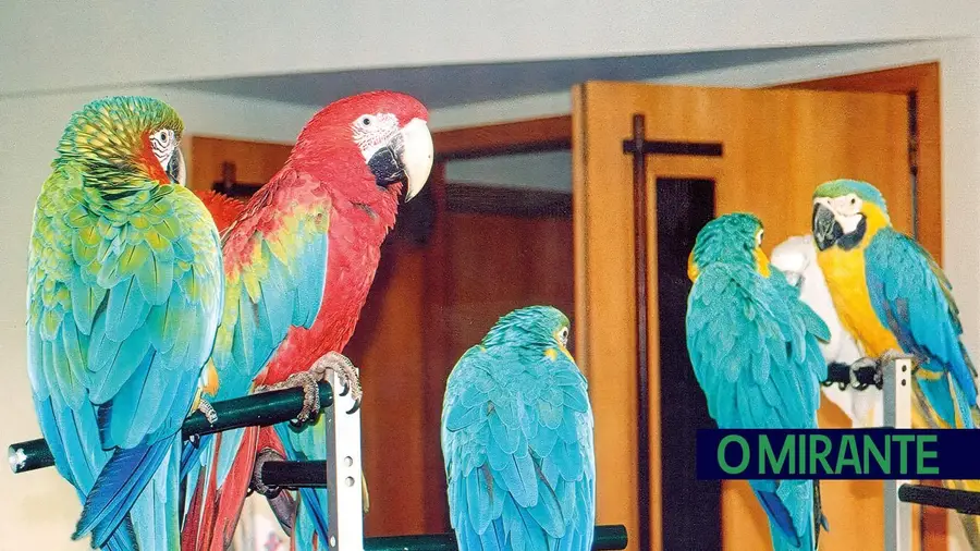 AVISAN em Santarém foi cancelada devido à gripe das aves