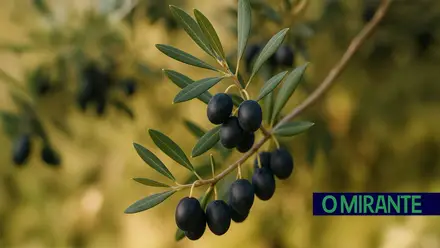 azeitona agricultura