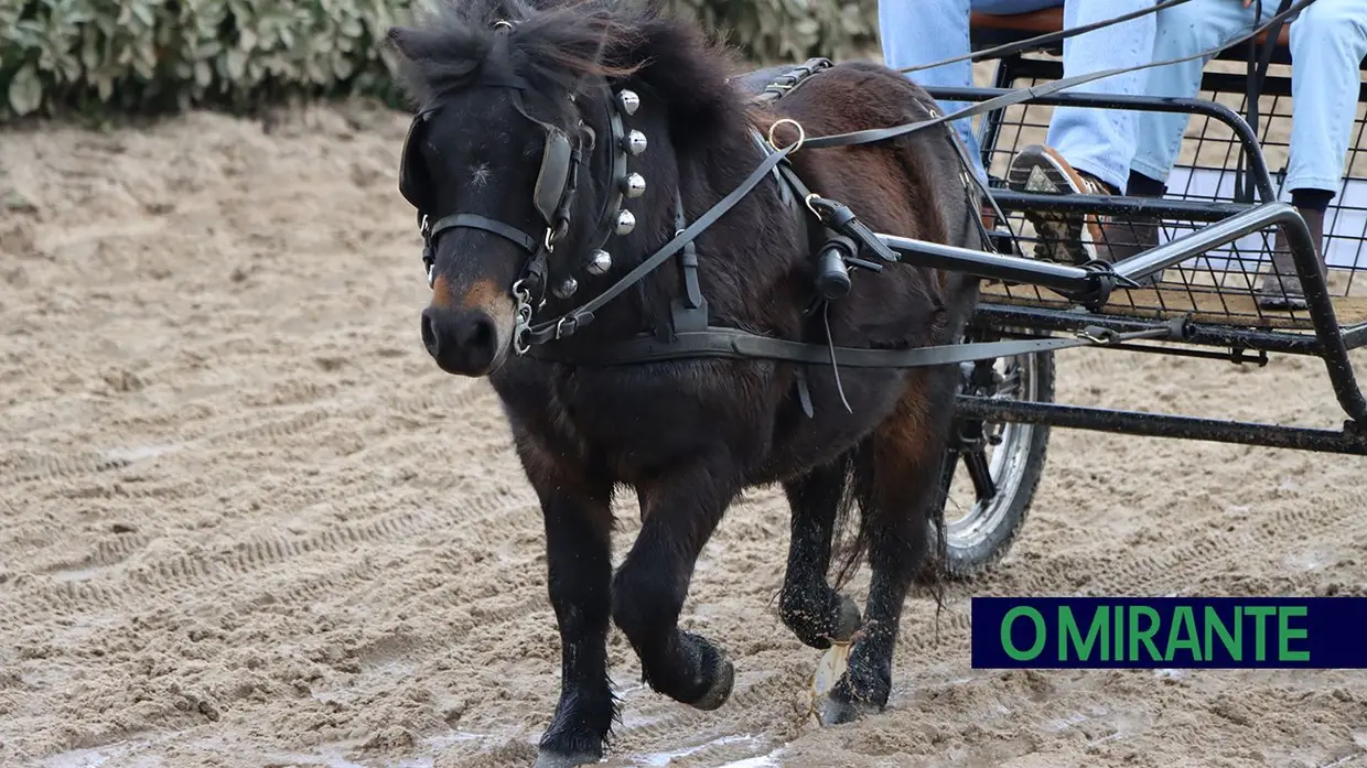 Feira Nacional do Cavalo na Golegã com perto de um milhão de visitantes