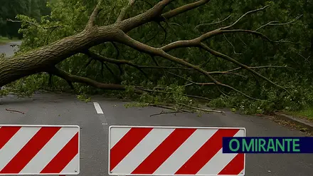 Queda de árvore corta estrada na Ribeira de Santarém